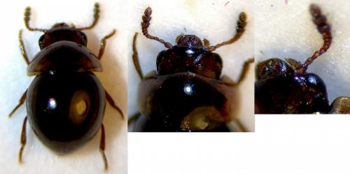 Réf. 270 795 : Agathidium varians